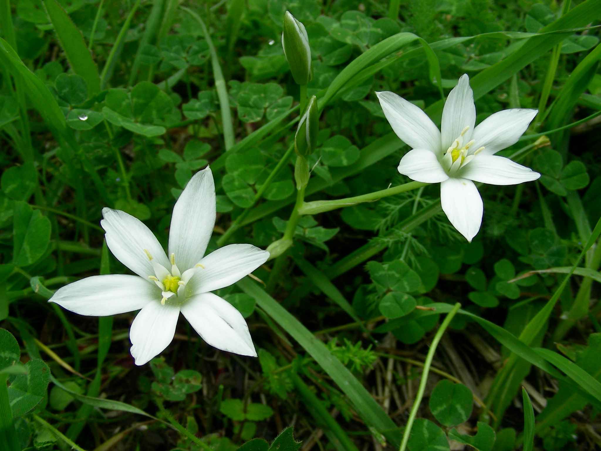24 Aprile vecchio ritrovamento